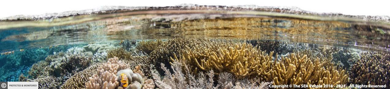 Raja-Ampat-Healthy-Coral-Reef-Footer-Copyright-Desktop-2021
