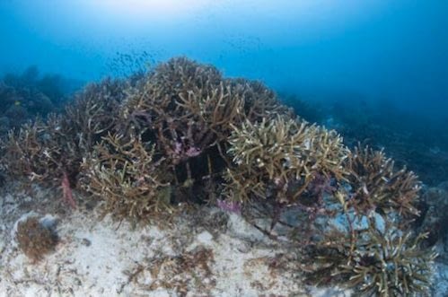 Gabriel Barathieu_Yaf Keru Reef Restoration Raja Ampat